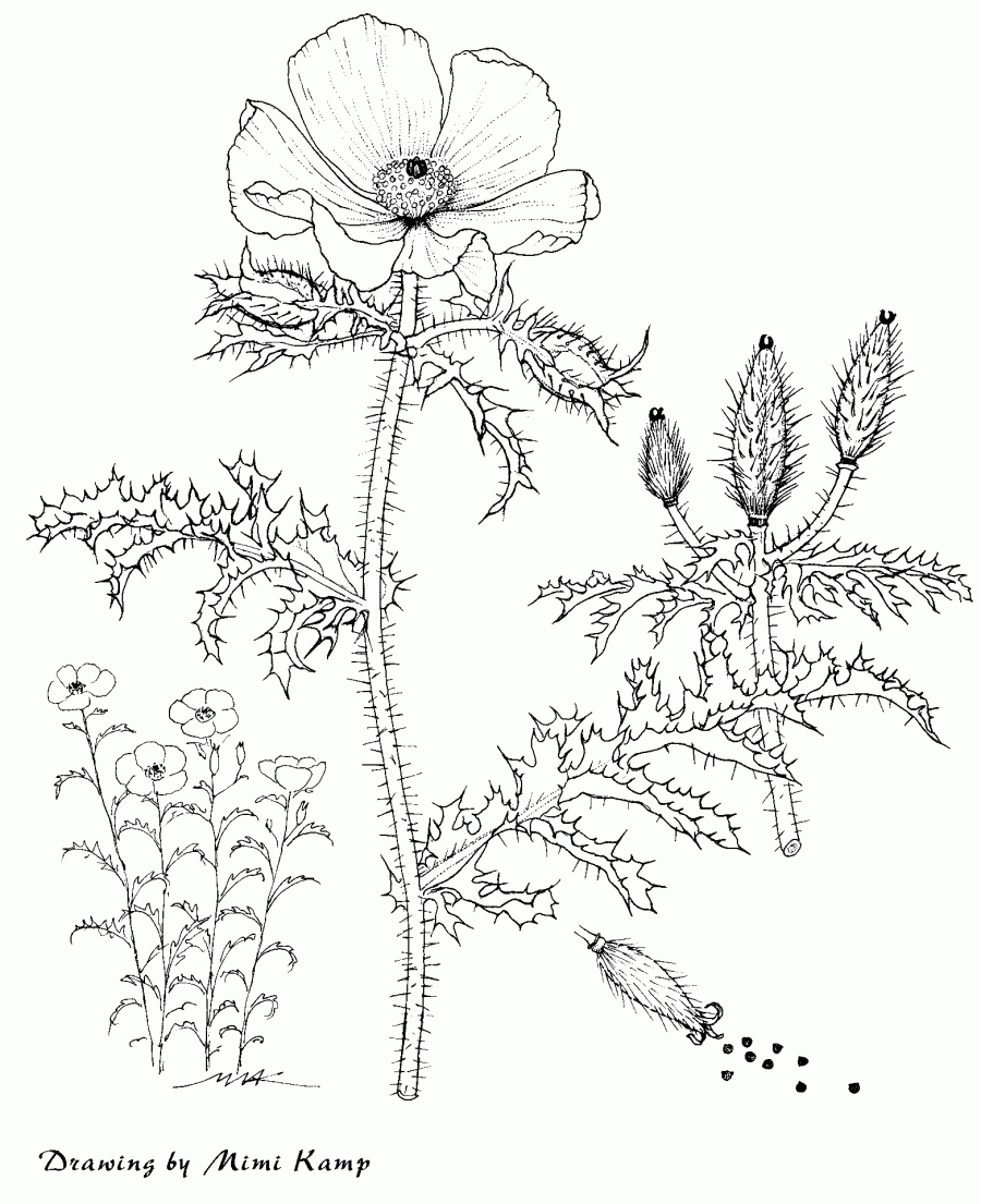 Argemone platyceras - Prickly Poppy