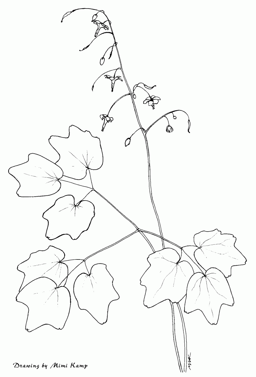 Vancouveria hexandra - Inside-out Flower